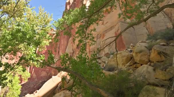 美国犹他州韦恩县的国会珊瑚礁国家公园 树冠后面有峡谷城墙的郁郁葱葱的小树 向上倾斜 — 图库视频影像