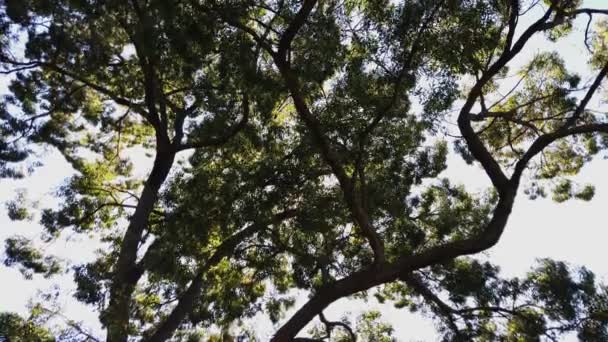 Сонце Сяє Крізь Дерева Низький Кут Пострілу — стокове відео