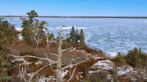 Епічна Панорама Самотнього Лисого Орла — стокове відео