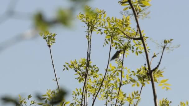 Malý Kolemjdoucí Pták Chrlí Odlétá Větvičky Stromu Proti Jasnému Nebi — Stock video