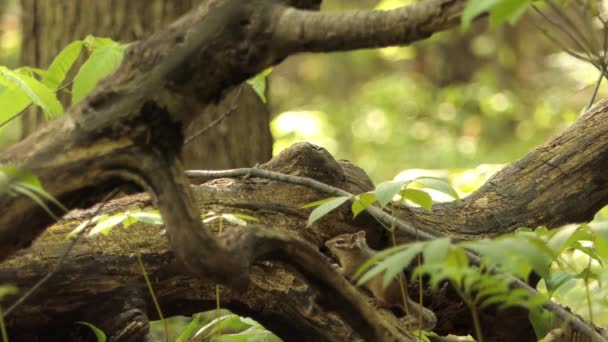 Adorable Chipmunk Est Sur Une Énorme Branche Arbre Dans Forêt — Video