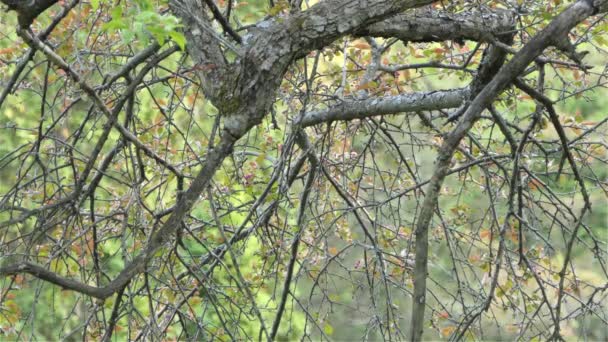 Ağaç Dalları Arasında Siyah Beyaz Kuyruklu Küçük Kuş Manzarası Durağan — Stok video