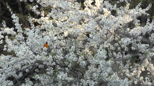 Baltimore Oriole Pták Sedí Krásné Třešňové Květy Strom Jaře Statické — Stock video