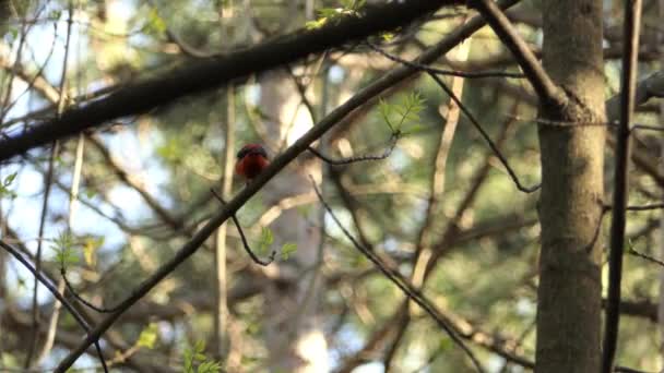Uroczy Szkarłatny Ptak Usiadł Gałęzi Bez Liści Słoneczny Dzień Szerokie — Wideo stockowe