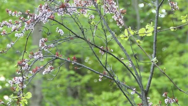 Passero Sul Ramo Dell Albero Dei Fiori Prugna Statico — Video Stock