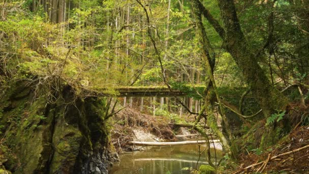 Estático Puente Sobre Arroyo Entre Bosque Musgoso Kumano Kodo — Vídeo de stock