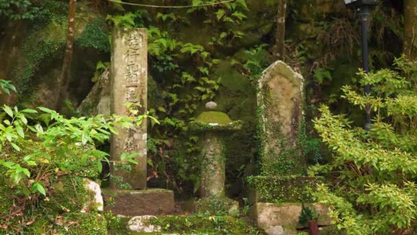 이끼와 덩굴식물로 뒤덮인 위풍당당 조각상 주변에 우거진 — 비디오