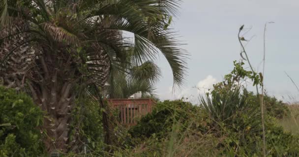 Accesso Tropicale Alla Spiaggia Lungo North Myrtle Beach — Video Stock