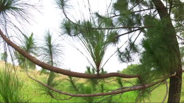 在树枝上生长的云杉树叶的特写 — 图库视频影像