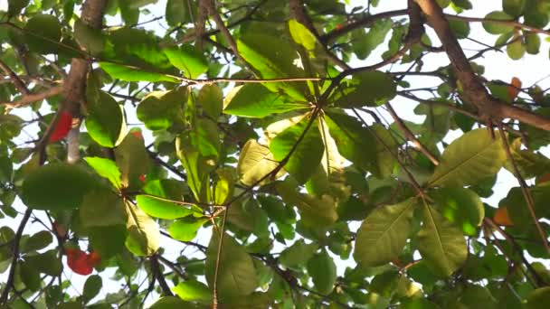 Close Galhos Árvore Verde Soprando Vento — Vídeo de Stock