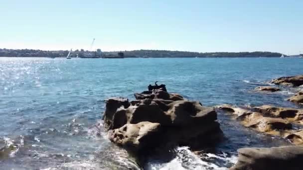 Черный Баклан Сидящий Скалах Королевском Ботаническом Саду Сиднея Австралия Широкий — стоковое видео