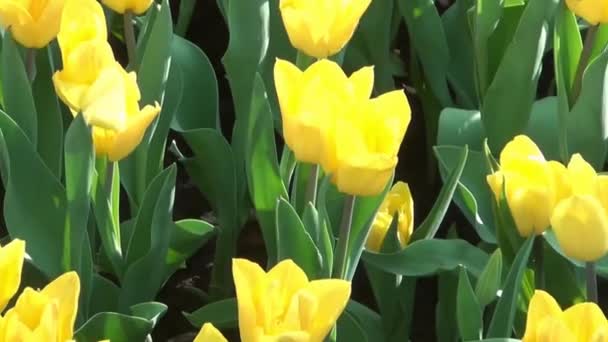 Letecký pohled na spoustu žlutých tulipánů v květinové zahradě během jarní sezóny. Fotoaparát oddalující jednu květinu na celou zahradu plnou žlutých tulipánů.