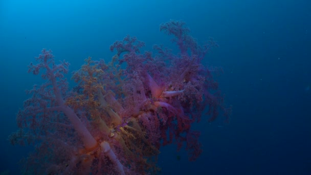 Pomarańczowe Różowe Koralowce Miękkie Przed Błękitnym Oceanem Jako Tło — Wideo stockowe