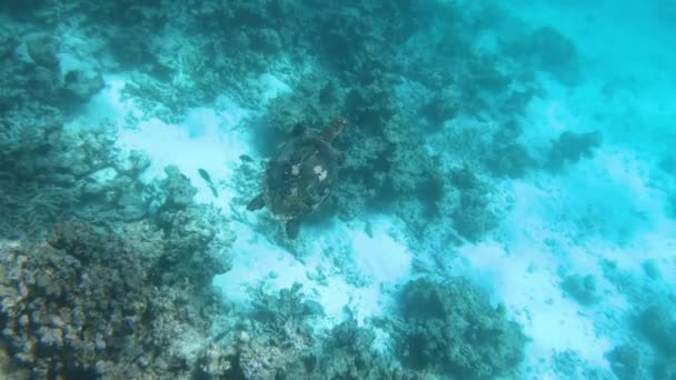 海龟在马尔代夫海洋珊瑚礁附近的水下游泳 跟踪目标 — 图库视频影像