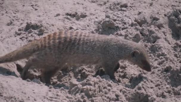 Mongouste Baguée Dans Nature Promenant Autour — Video