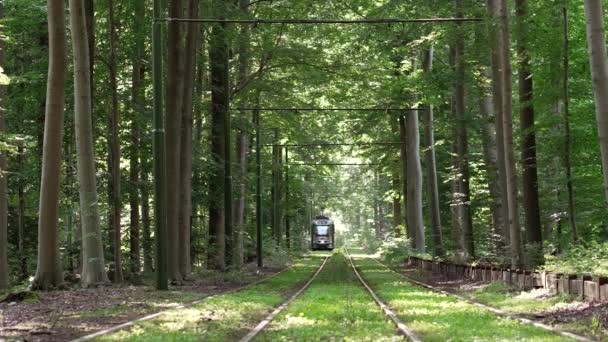 Metro Rijdt Naar Camera Het Groene Weelderige Bos Openbaar Vervoer — Stockvideo