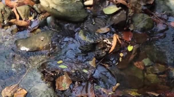Padlé listí a skály v řece. Čistá, čistá říční voda. Closeup.