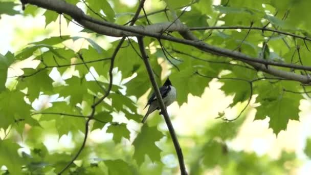 Blauwe Zwartkeelzanger Kijkt Omhoog Terwijl Hij Het Voorjaar Een Esdoorntak — Stockvideo