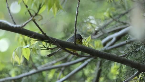 Macho Canada Warbler Empoleirado Árvore Ramo Voar Para Longe Estática — Vídeo de Stock