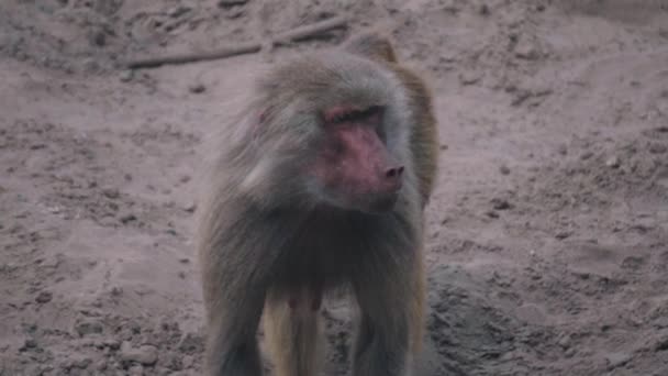 Chacma Baboon Papio Ursinus Cape Baboon Κοντινή Θέα — Αρχείο Βίντεο