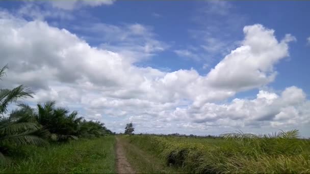 Újonnan Létrehozott Afrikai Pálmaültetvény Hibrid Anyaggal Puerto Wilchesben Santander Kolumbia — Stock videók