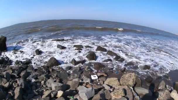 Ojo Pez Playa Agitada Durante Día — Vídeos de Stock