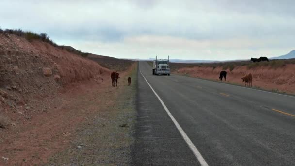 Koeien Lopen Grazen Van Asfaltweg Met Een Vrachtwagen Die Voorbij — Stockvideo
