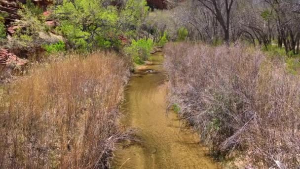 Paria Canyon River Bland Bomullsträd Södra Utah Usa Zooma — Stockvideo