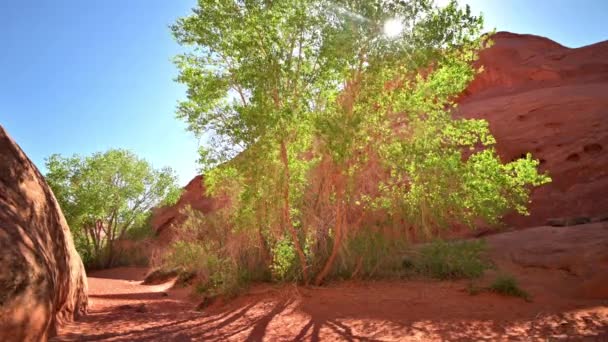 Sol Brillando Través Cottonwood Tree Leprechaun Canyon Utah Amplia Toma — Vídeos de Stock