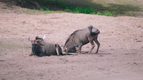地面に寝そべっている２匹の野生動物の接近ショット — ストック動画