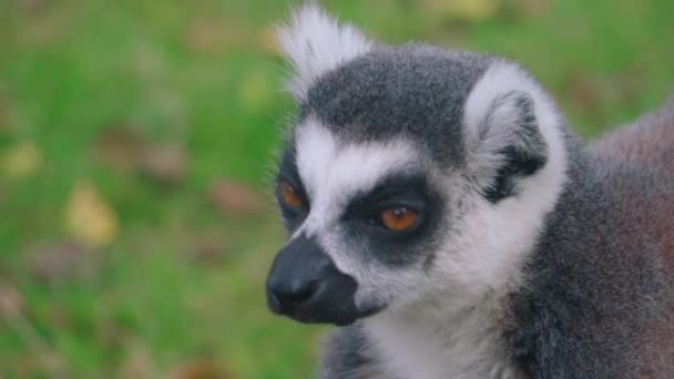 Close Portrait Shot Ringtail Lemur Looking Natural Park — Stock Video