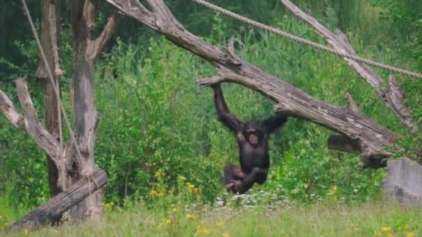 Šimpanz Houpající Suchém Dřevě Zeleným Okolím — Stock video