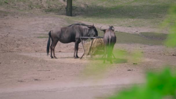 Couple Gnous Bringés Broutant Herbe Sèche Dans Zoo Parc Par — Video
