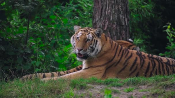 Vista Perto Tigre Besta Está Deitado Grama Relaxante — Vídeo de Stock