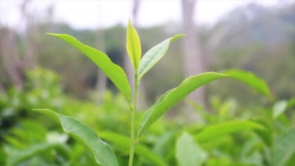 Nahaufnahme Eines Teeblattes Garten Sylhet Moulvibazar Einem Wald — Stockvideo