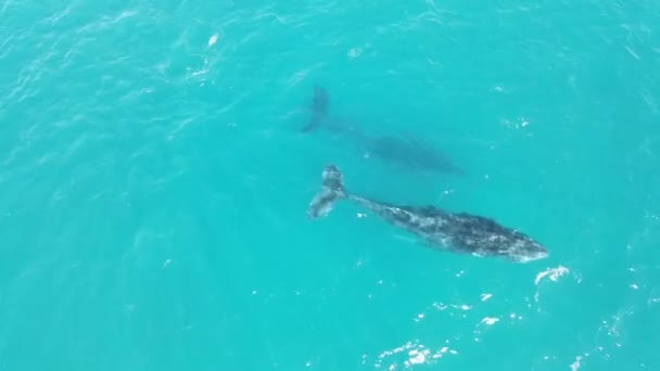 Captura Aérea Seguimiento Ballena Jorobada Nadando Océano Profundo Respirando Exmouth — Vídeos de Stock