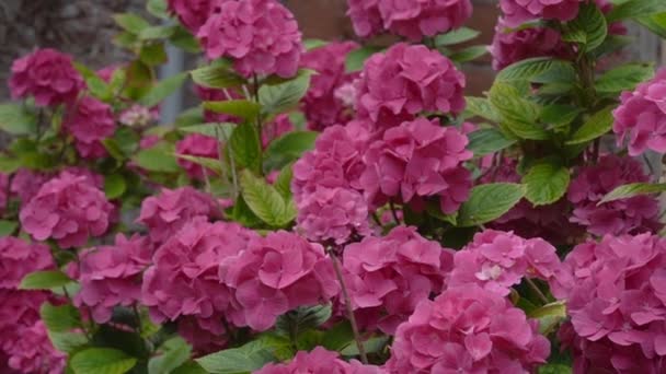 Close Roze Hortensia Bloemen Hoofd Met Groen Gebladerte Achtergrond — Stockvideo