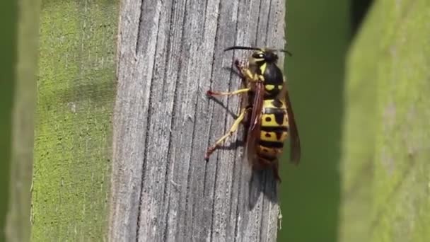 Bajo Sol Abrasador Verano Primer Plano Insecto Acostado Tronco Árbol — Vídeos de Stock