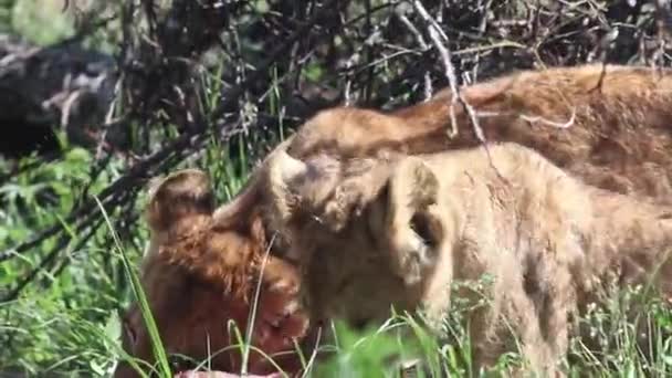 Dvě lví mláďata se krmí masem, v africkém keři