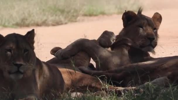 两只狮子在远离炽热的非洲太阳的阴影下玩耍 — 图库视频影像