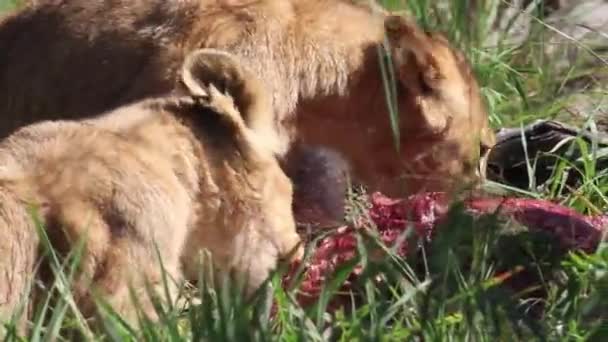 Dos Cachorros Leones Festejando Algo Carne Que Madre Les Trajo — Vídeos de Stock