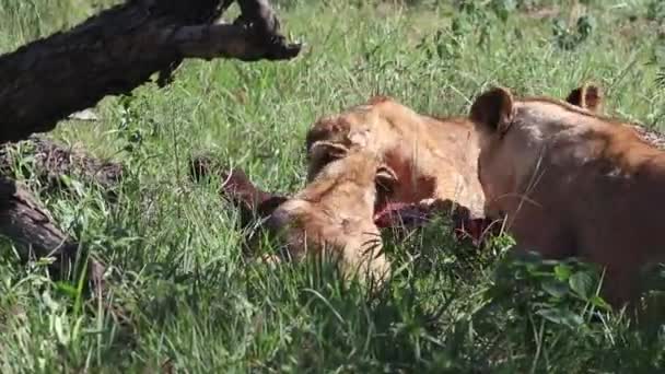 アフリカの茂みの中で2人の子供と一緒に食べる雌ライオン — ストック動画