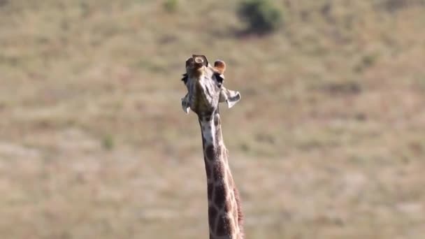 Eine Giraffe Frisst Einen Knochen Afrika — Stockvideo