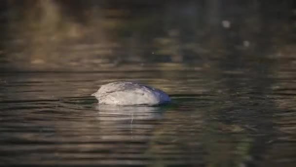 水面に赤い溝が浮かぶクローズアップ 水鳥は水中で食べ物を探して頭を置く — ストック動画