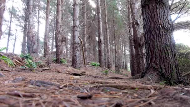 男は秋に美しい黄金の茶色の松の木の森をハイキングしながらニュージーランドの首都ウェリントンを歩く Aotearoa — ストック動画