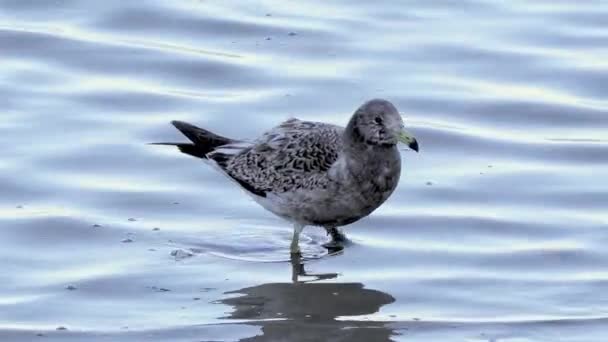 Close Young Olrog Gull Walking Sea Inglés Larus Atlanticus Juvenil — Vídeo de stock