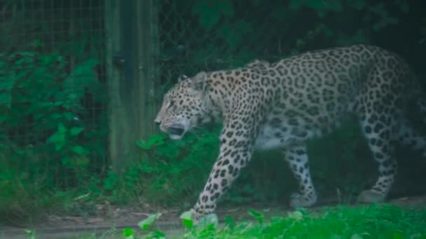 Egy Vadon Élő Leopárd Elvesztése Aki Egy Állatkertben Sétál Egy — Stock videók