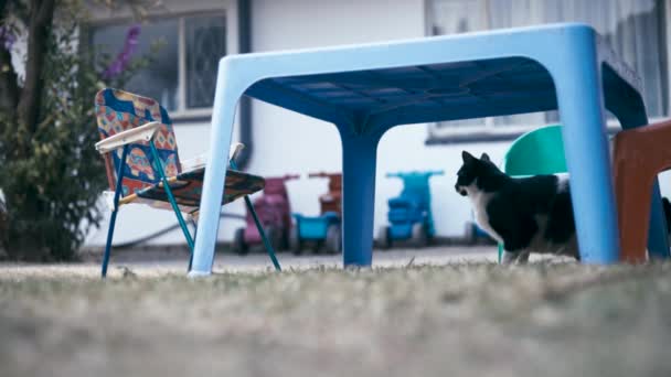 kutya és macska játszik az iskolai játszótéren
