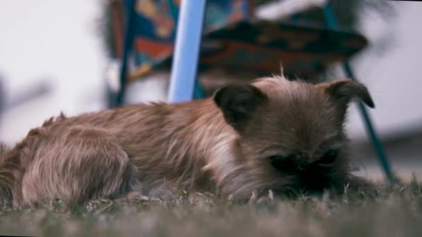 Welpe Hund Als Hund Draußen — Stockvideo