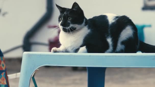 Gato Perro Jugando Afuera Persiguiéndose Mutuamente — Vídeos de Stock